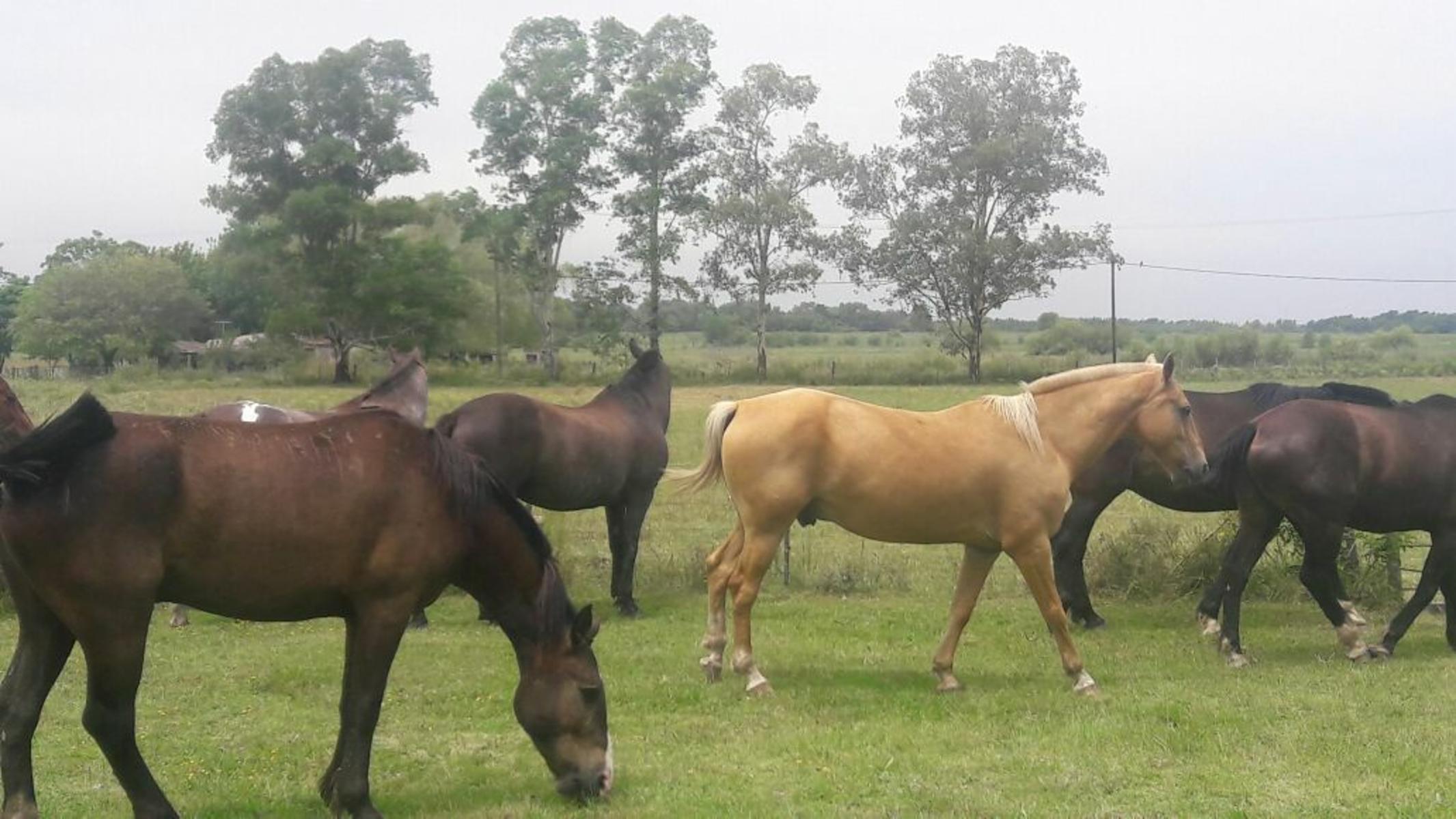 TRES HECTÁREAS EN VENTA CON CASA ESTILO CAMPO - 24