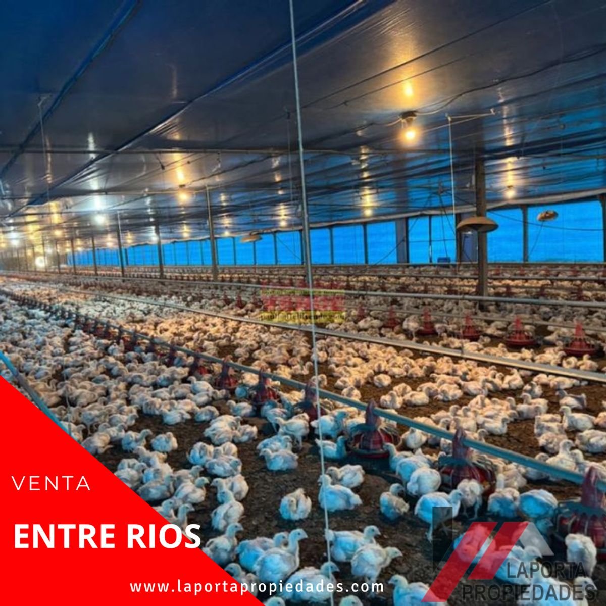 GRANJA AGRICOLA A LA VENTA - 6