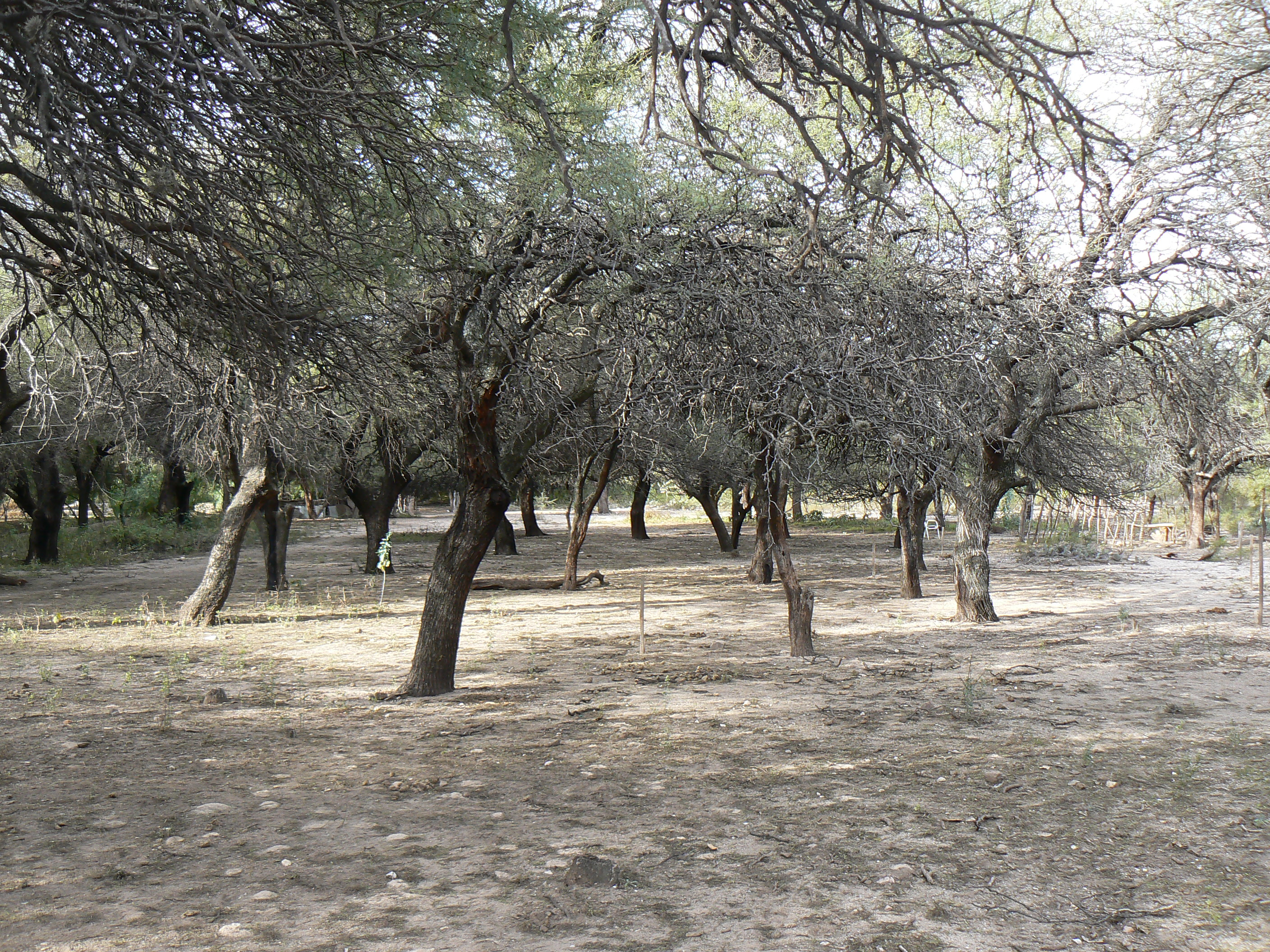TERRENO CON HERMOSOS ALGARROBOS EN SAN MARCOS 1000 M2 - 3