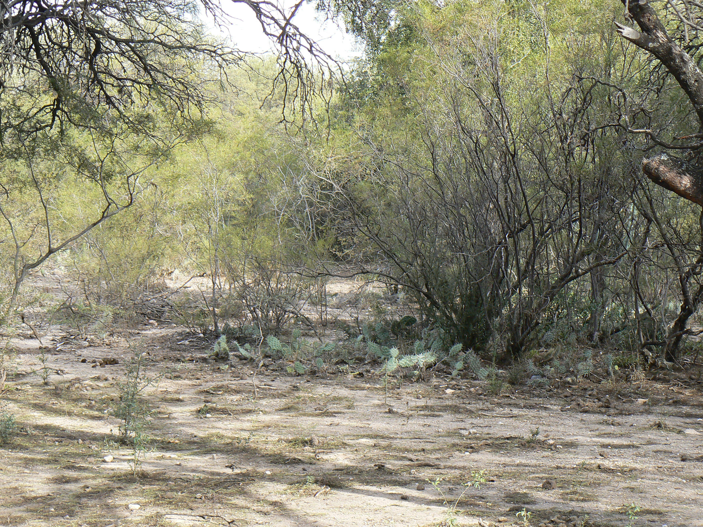 TERRENO CON HERMOSOS ALGARROBOS EN SAN MARCOS 1000 M2 - 4