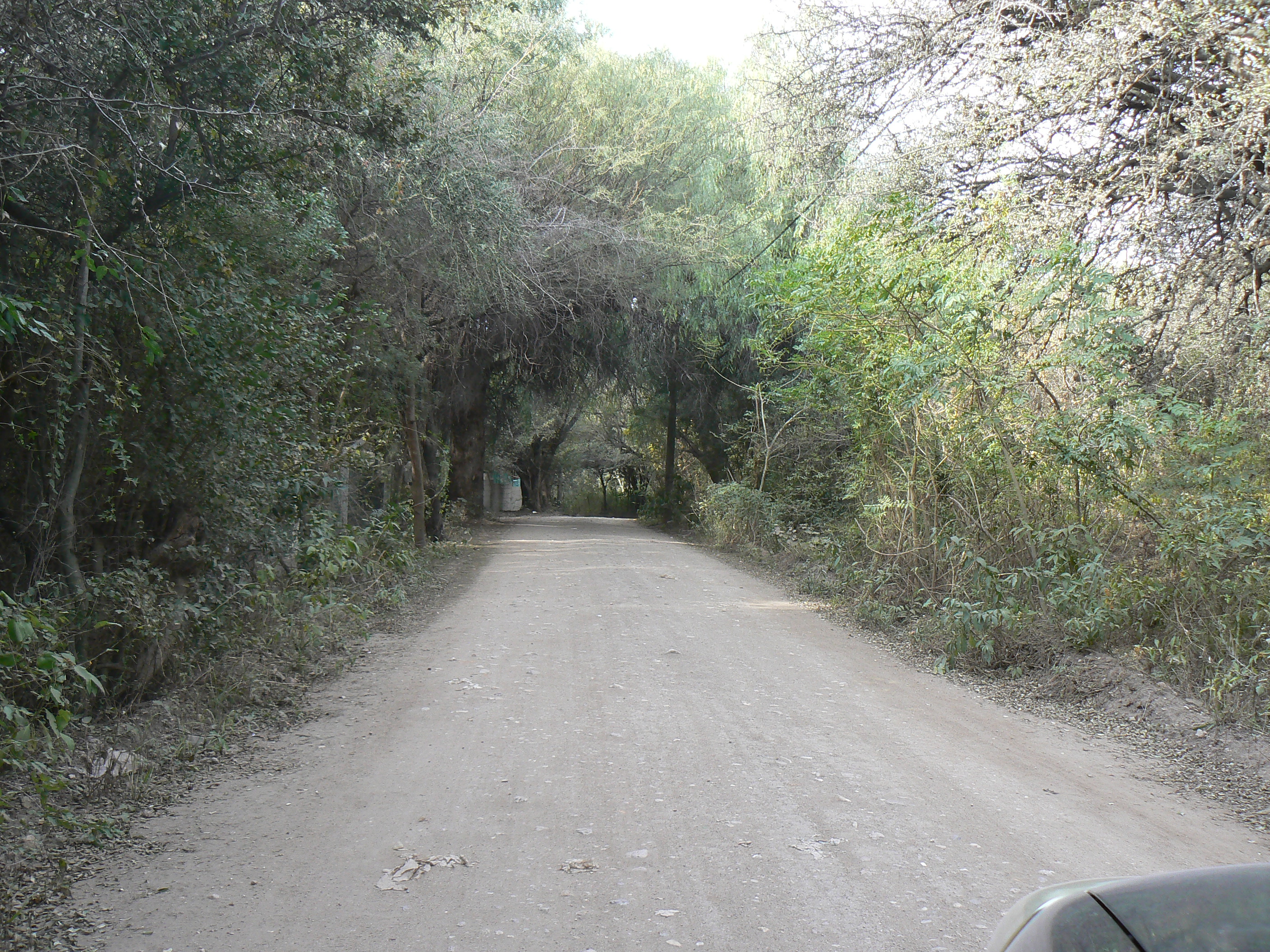 TERRENO CON HERMOSOS ALGARROBOS EN SAN MARCOS 1000 M2 - 6