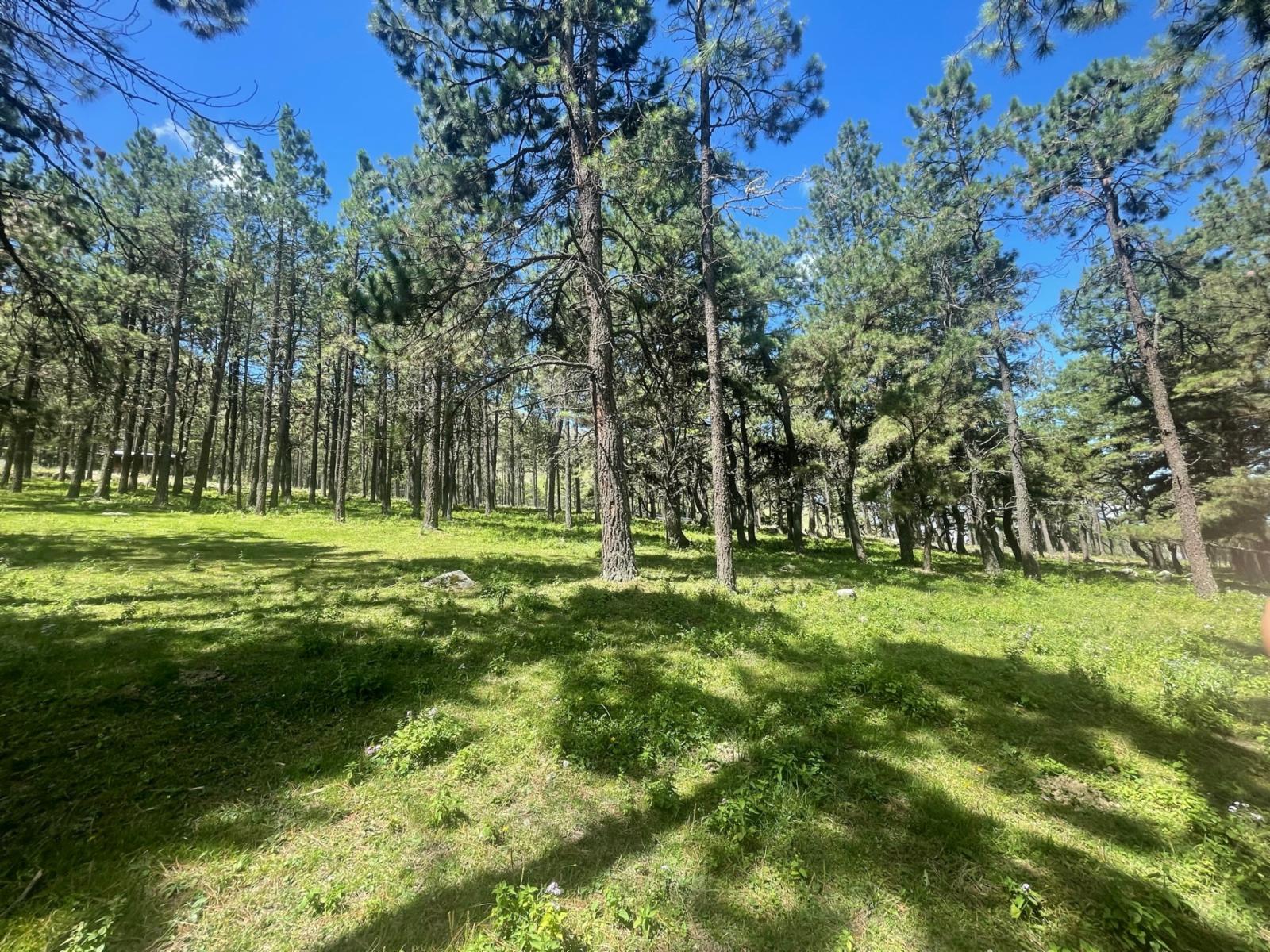 EN VENTA DOS LOTES DE 2000 M2 EN EL PINAR, TAFI DEL VALLE — foto 2