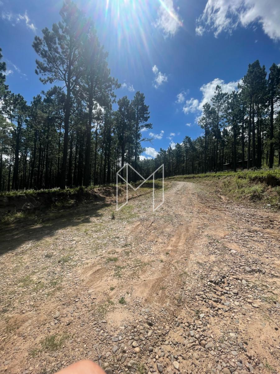 EN VENTA DOS LOTES DE 2000 M2 EN EL PINAR, TAFI DEL VALLE — foto 4