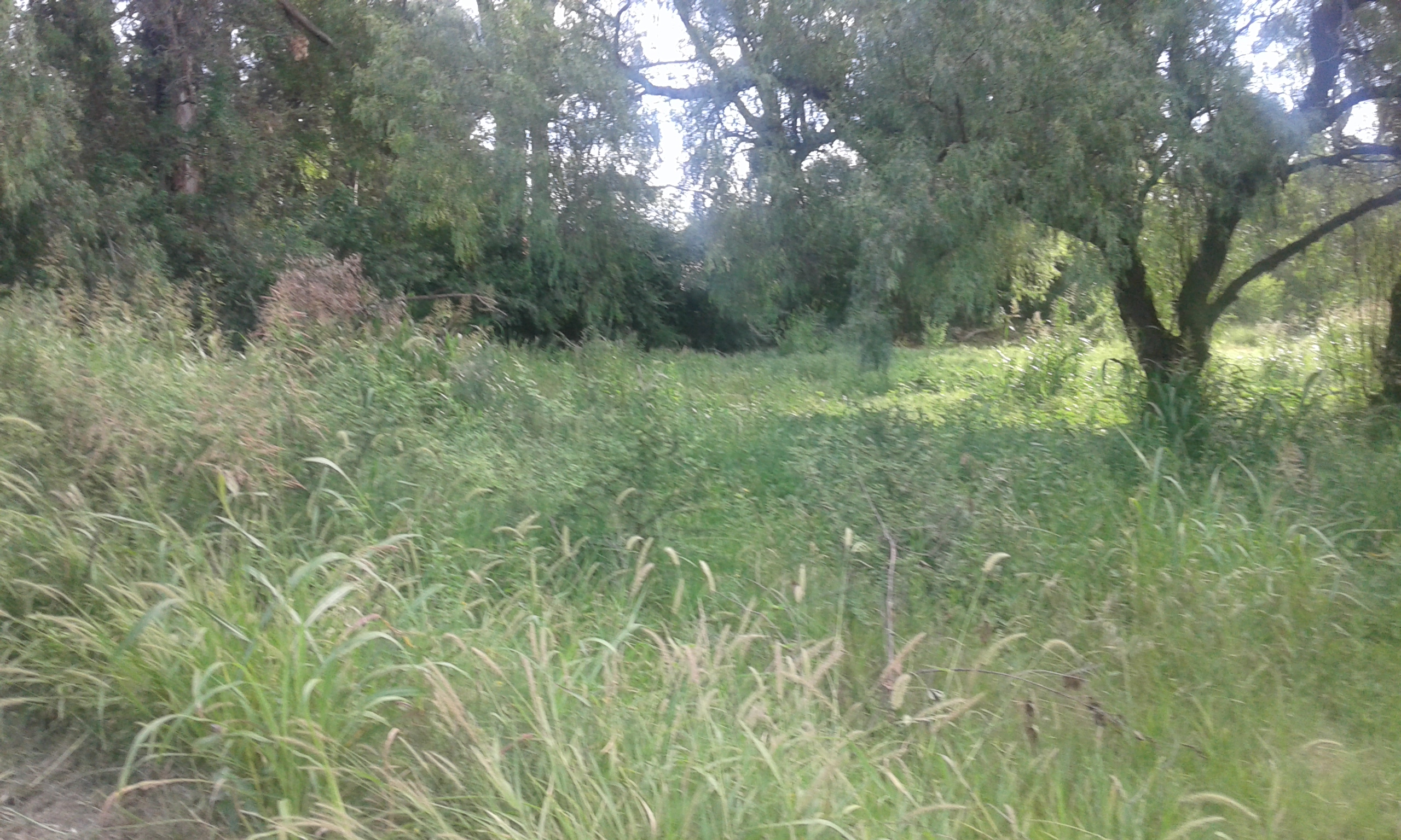 VENTA CASA Y FRACCIÓN DE TIERRA — foto 7