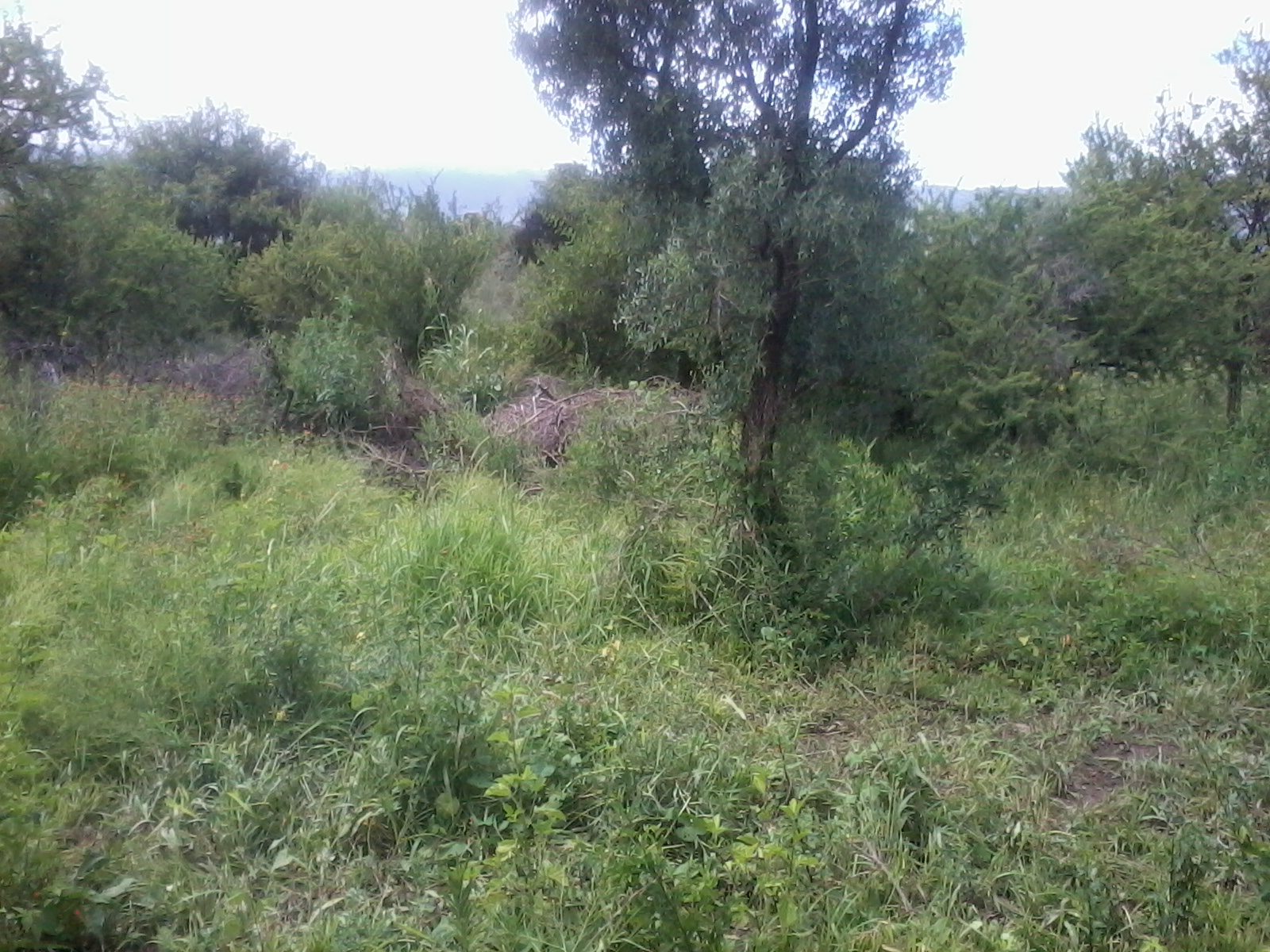 VENTA LOTEO CAÑADA DE LOS MOLLES — foto 2