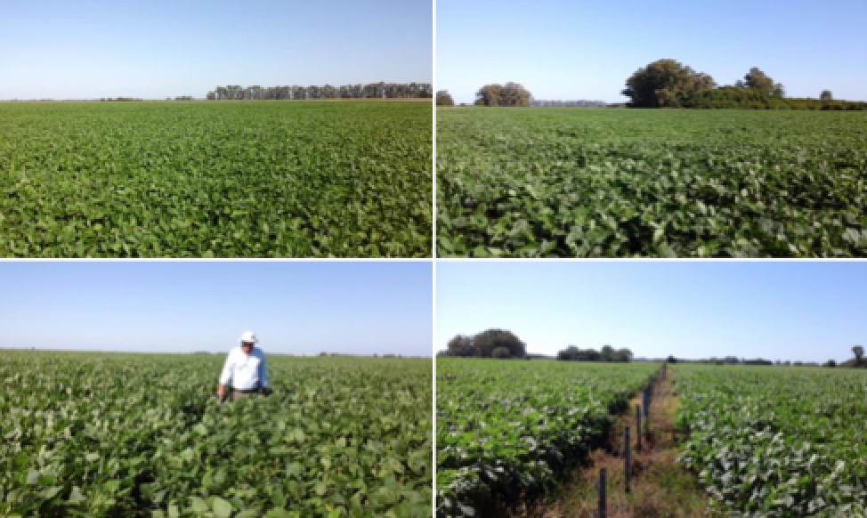 Campo Agricola Ganadero - 2