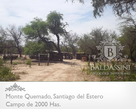 CAMPO DE 2000 HECTÁREAS EN MONTE QUEMADO - COPO - SANTIAGO DEL ESTERO CON GRAN APTITUD MIXTA - 1