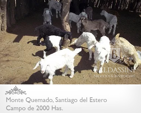 CAMPO DE 2000 HECTÁREAS EN MONTE QUEMADO - COPO - SANTIAGO DEL ESTERO CON GRAN APTITUD MIXTA - 5