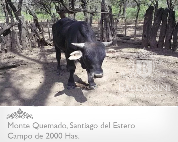 CAMPO DE 2000 HECTÁREAS EN MONTE QUEMADO - COPO - SANTIAGO DEL ESTERO CON GRAN APTITUD MIXTA - 7