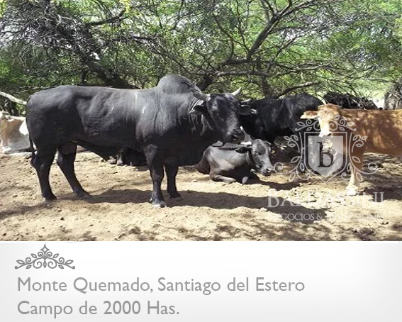 CAMPO DE 2000 HECTÁREAS EN MONTE QUEMADO - COPO - SANTIAGO DEL ESTERO CON GRAN APTITUD MIXTA - 8