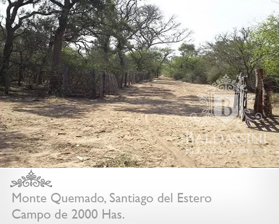 CAMPO DE 2000 HECTÁREAS EN MONTE QUEMADO - COPO - SANTIAGO DEL ESTERO CON GRAN APTITUD MIXTA - 9