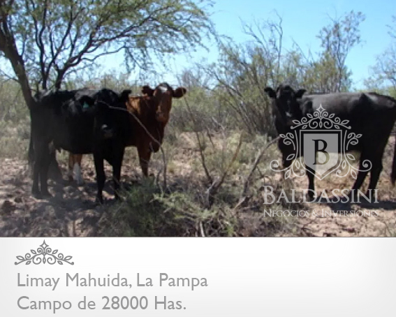 28000 HECTÁREAS EN LIMAY MAHUIDA - LA PAMPA - CAMPO GANADERO ALAMBRADO PARA COTO DE CAZA O GANADERO - JAULA DE 2 HRAS. DE JABALÍES. - 6