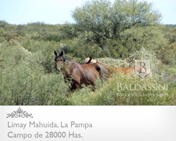 28000 HECTÁREAS EN LIMAY MAHUIDA - LA PAMPA - CAMPO GANADERO ALAMBRADO PARA COTO DE CAZA O GANADERO - JAULA DE 2 HRAS. DE JABALÍES. - 7