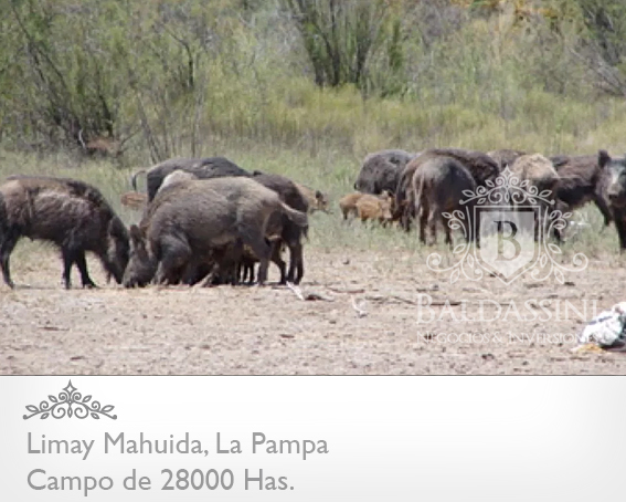 28000 HECTÁREAS EN LIMAY MAHUIDA - LA PAMPA - CAMPO GANADERO ALAMBRADO PARA COTO DE CAZA O GANADERO - JAULA DE 2 HRAS. DE JABALÍES. - 8