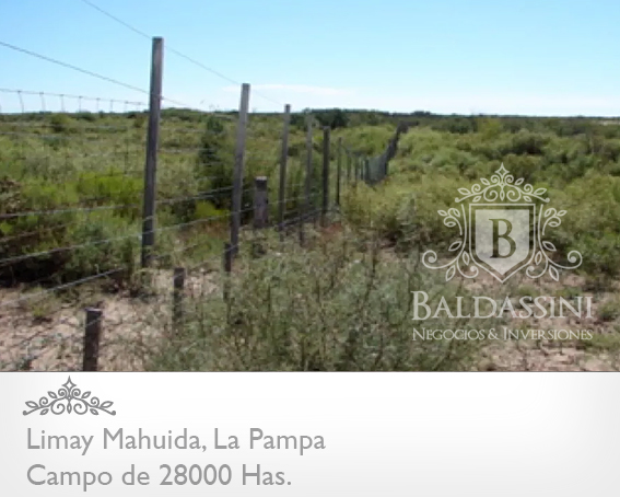 28000 HECTÁREAS EN LIMAY MAHUIDA - LA PAMPA - CAMPO GANADERO ALAMBRADO PARA COTO DE CAZA O GANADERO - JAULA DE 2 HRAS. DE JABALÍES. - 9