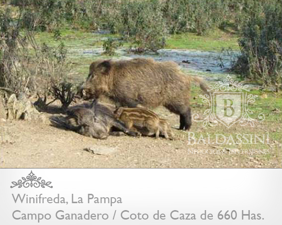 EXCELENTE CAMPO DE 660 HAS. GANADERO O COTO DE CAZA EN WINIFREDA - LA PAMPA - 2