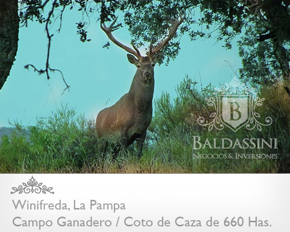 EXCELENTE CAMPO DE 660 HAS. GANADERO O COTO DE CAZA EN WINIFREDA - LA PAMPA - 3