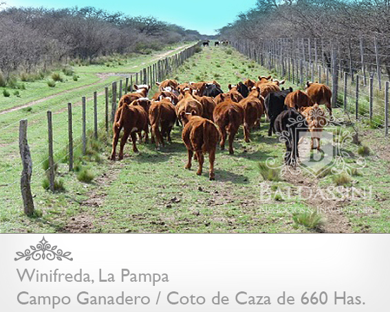 EXCELENTE CAMPO DE 660 HAS. GANADERO O COTO DE CAZA EN WINIFREDA - LA PAMPA - 4