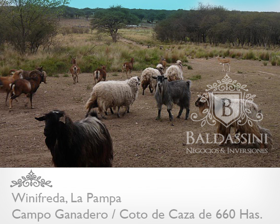 EXCELENTE CAMPO DE 660 HAS. GANADERO O COTO DE CAZA EN WINIFREDA - LA PAMPA - 7