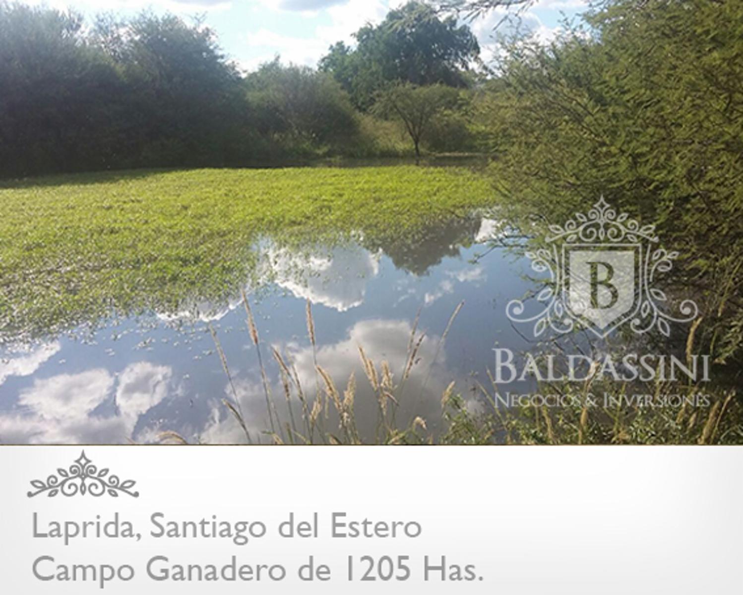 CAMPO GANADERO DE 1205 HAS EN LAPRIDA - SANTIAGO DEL ESTERO - DEPARTAMENTO DE CHOYA - TIENE PERFORACIÓN DE AGUA - ALAMBRADO - ESCRITURA - 5