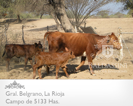 CAMPO GANADERO 5133 HAS. EN NEPES, GRAL. BELGRANO, LA RIOJA . CAMPO ARMADO. SE VENDE A TRANQUERA CERRADA. - 13