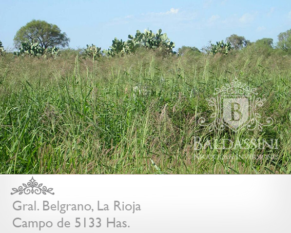 CAMPO GANADERO 5133 HAS. EN NEPES, GRAL. BELGRANO, LA RIOJA . CAMPO ARMADO. SE VENDE A TRANQUERA CERRADA. - 16