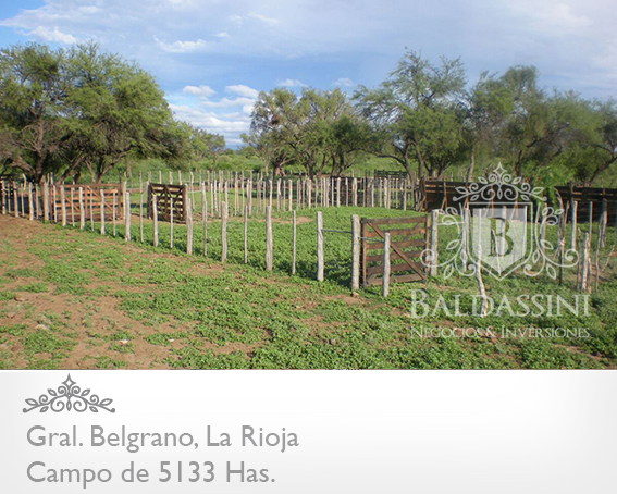 CAMPO GANADERO 5133 HAS. EN NEPES, GRAL. BELGRANO, LA RIOJA . CAMPO ARMADO. SE VENDE A TRANQUERA CERRADA. - 19
