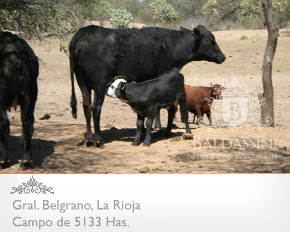 CAMPO GANADERO 5133 HAS. EN NEPES, GRAL. BELGRANO, LA RIOJA . CAMPO ARMADO. SE VENDE A TRANQUERA CERRADA. - 25