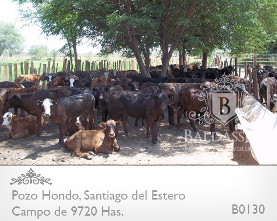 SE VENDE CAMPO MIXTO DE 9720 HECTÁREAS A TRANQUERA CERRADA EN POZO HONDO, SANTIAGO DEL ESTERO. ESCRITURAS PERFECTAS / 2058 U$S LA HA. CON VARIEDAD DE ACTIVOS DENTRO DEL CAMPO - MAQUINARIA - GANADO - 1
