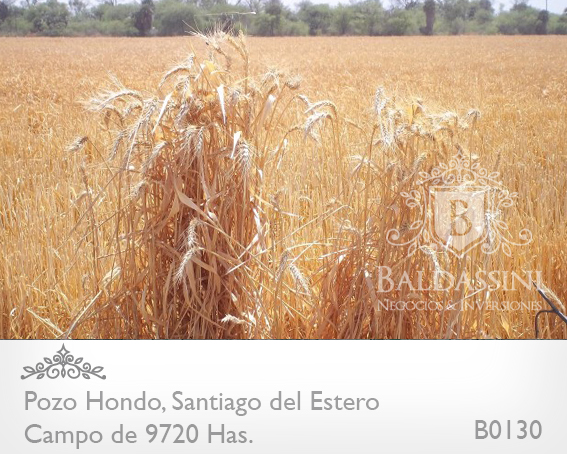 SE VENDE CAMPO MIXTO DE 9720 HECTÁREAS A TRANQUERA CERRADA EN POZO HONDO, SANTIAGO DEL ESTERO. ESCRITURAS PERFECTAS / 2058 U$S LA HA. CON VARIEDAD DE ACTIVOS DENTRO DEL CAMPO - MAQUINARIA - GANADO - 6