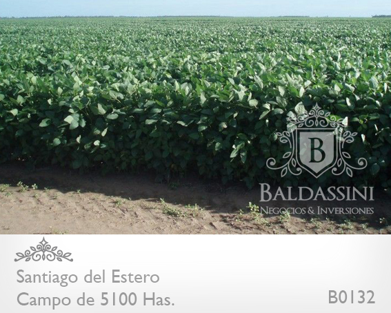 SE VENDE EXCELENTE CAMPO DE 5100 HAS. A TRANQUERA CERRADA EN SANTIAGO DEL ESTERO - EN PRODUCCIÓN - HERRAMIENTAS - MAQUINARIAS - GANADO - 1