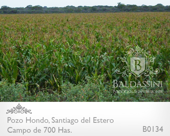 690 HECTÁREAS EN POZO HONDO - SANTIAGO DEL ESTERO SOBRE RUTA 34 (AMBOS LADOS) - EN PLENA PRODUCCIÓN - CAMPO TOTALMENTE DESMONTADO - PARCELA SOBRE LA RUTA 34 IDEAL ESTACIÓN DE SERVICIO. - 1