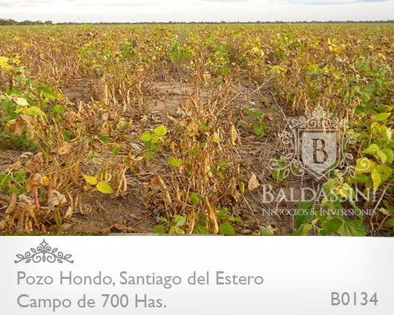 690 HECTÁREAS EN POZO HONDO - SANTIAGO DEL ESTERO SOBRE RUTA 34 (AMBOS LADOS) - EN PLENA PRODUCCIÓN - CAMPO TOTALMENTE DESMONTADO - PARCELA SOBRE LA RUTA 34 IDEAL ESTACIÓN DE SERVICIO. - 4