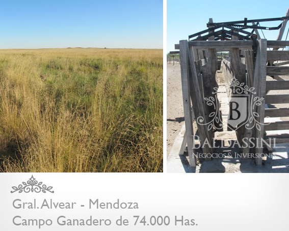 Mendoza - 74.000 Hectáreas ganaderas en Mendoza, en el límite con La Pampa. Luz Eléctrica - Instalaciones Ganaderas - Casa Principal y de Encargado/Puesteros. Para 7000 vientres - 4