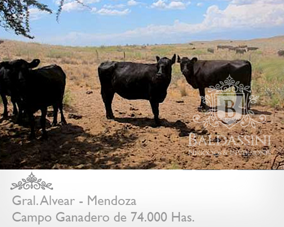 Mendoza - 74.000 Hectáreas ganaderas en Mendoza, en el límite con La Pampa. Luz Eléctrica - Instalaciones Ganaderas - Casa Principal y de Encargado/Puesteros. Para 7000 vientres - 10