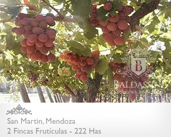 EMPRESA FRUTÍCOLA PRODUCTORA, EMPACADORA Y COMERCIALIZADORA DE UVAS DE MESA . CON 2 FINCAS EN MENDOZA. EMPRESA EN PLENA PRODUCCIÓN (1.000.000 KG) - 2