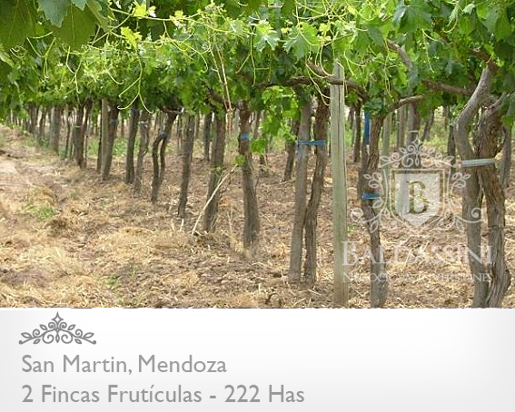 EMPRESA FRUTÍCOLA PRODUCTORA, EMPACADORA Y COMERCIALIZADORA DE UVAS DE MESA . CON 2 FINCAS EN MENDOZA. EMPRESA EN PLENA PRODUCCIÓN (1.000.000 KG) - 3