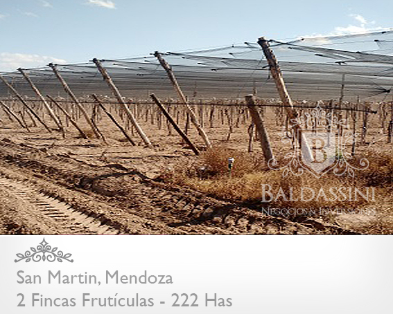 EMPRESA FRUTÍCOLA PRODUCTORA, EMPACADORA Y COMERCIALIZADORA DE UVAS DE MESA . CON 2 FINCAS EN MENDOZA. EMPRESA EN PLENA PRODUCCIÓN (1.000.000 KG) - 7