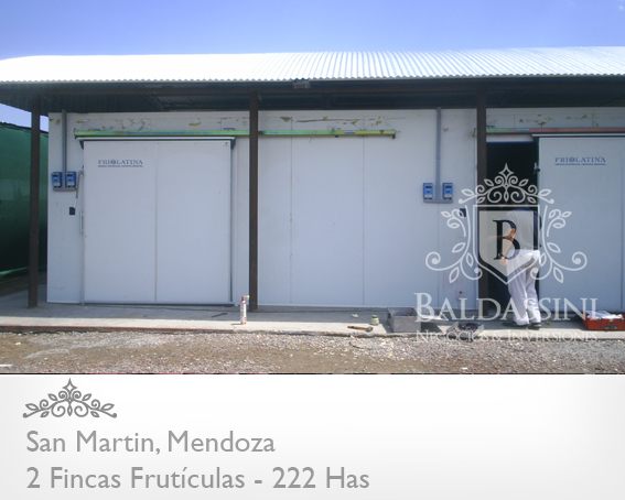EMPRESA FRUTÍCOLA PRODUCTORA, EMPACADORA Y COMERCIALIZADORA DE UVAS DE MESA . CON 2 FINCAS EN MENDOZA. EMPRESA EN PLENA PRODUCCIÓN (1.000.000 KG) - 8