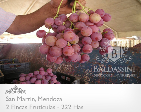 EMPRESA FRUTÍCOLA PRODUCTORA, EMPACADORA Y COMERCIALIZADORA DE UVAS DE MESA . CON 2 FINCAS EN MENDOZA. EMPRESA EN PLENA PRODUCCIÓN (1.000.000 KG) - 2