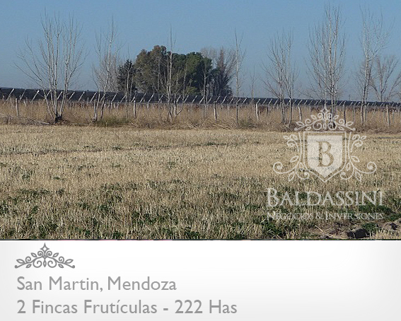 EMPRESA FRUTÍCOLA PRODUCTORA, EMPACADORA Y COMERCIALIZADORA DE UVAS DE MESA . CON 2 FINCAS EN MENDOZA. EMPRESA EN PLENA PRODUCCIÓN (1.000.000 KG) - 4