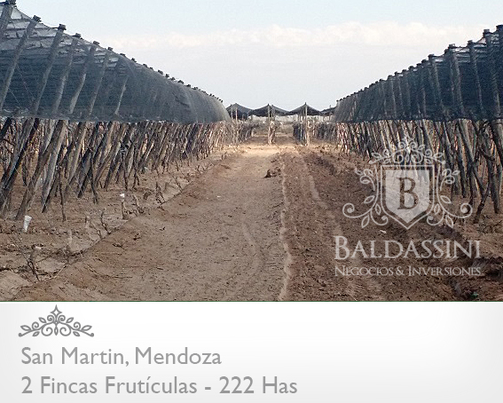 EMPRESA FRUTÍCOLA PRODUCTORA, EMPACADORA Y COMERCIALIZADORA DE UVAS DE MESA . CON 2 FINCAS EN MENDOZA. EMPRESA EN PLENA PRODUCCIÓN (1.000.000 KG) - 7