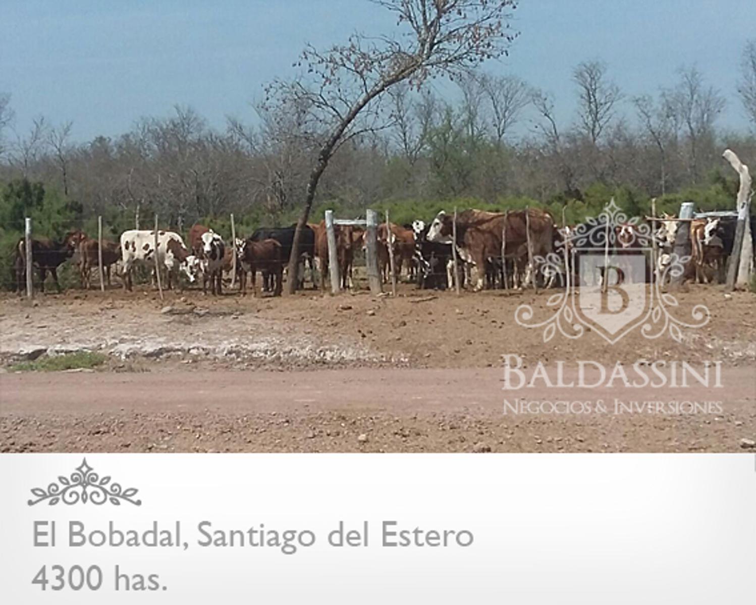 4300 HAS. EN EL BOBADAL. SANTIAGO DEL ESTERO. CAMPO ALAMBRADO. ESCRITURA. - 3