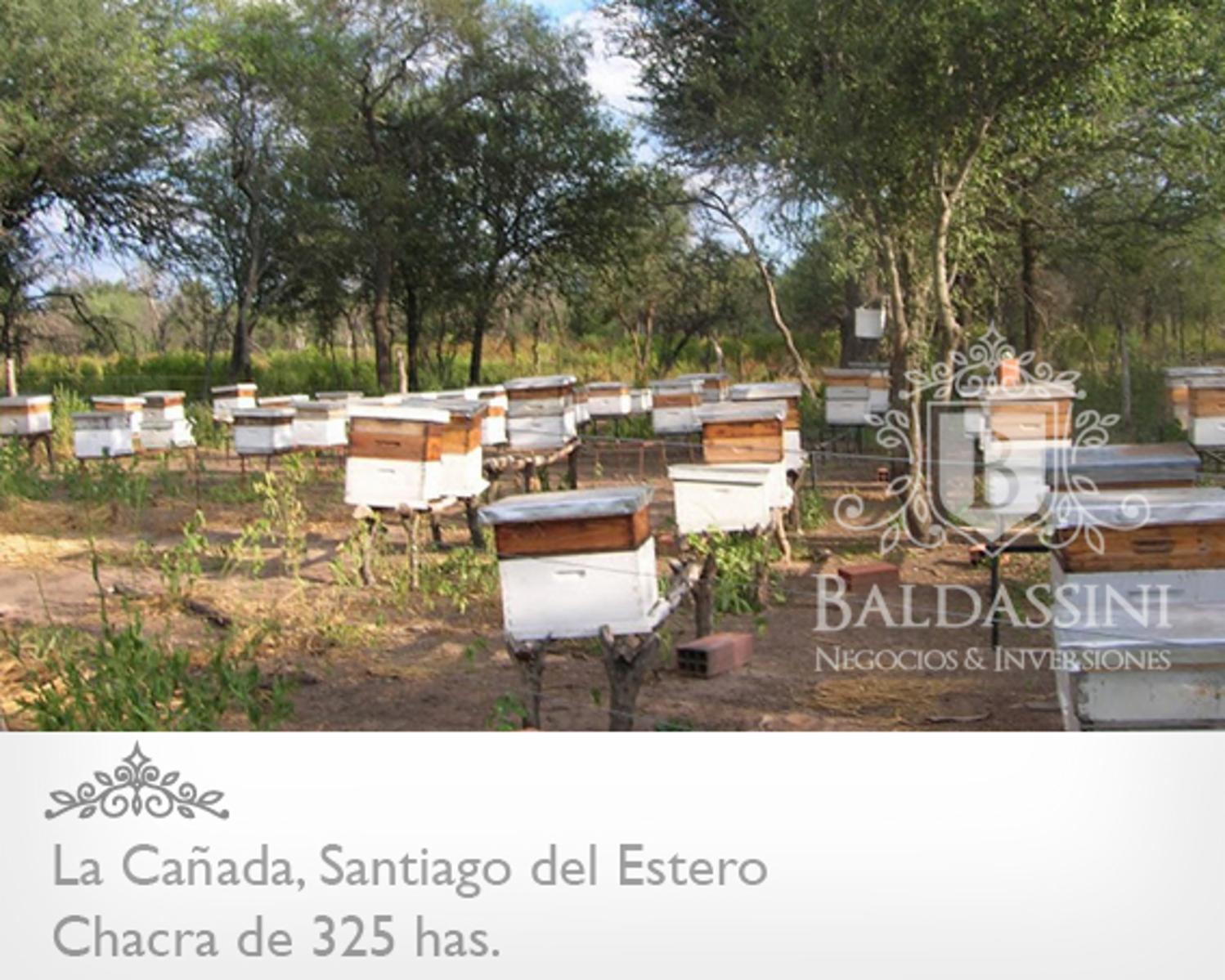 OPORTUNIDAD! CAMPO DE 325 HAS EN LA CAÑADA, SANTIAGO DEL ESTERO CON MUCHÍSIMAS MEJORAS. ESCRITURA Y MENSURA. - 5