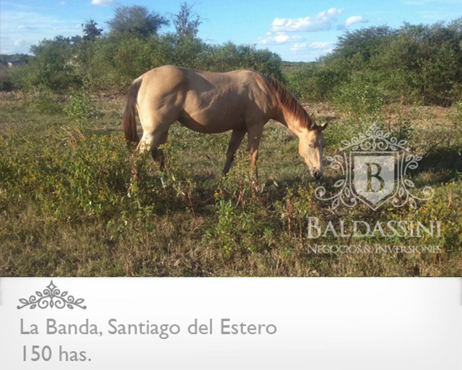 Campo 150 HAS Agrícola, en La Banda, Santiago del Estero - 4