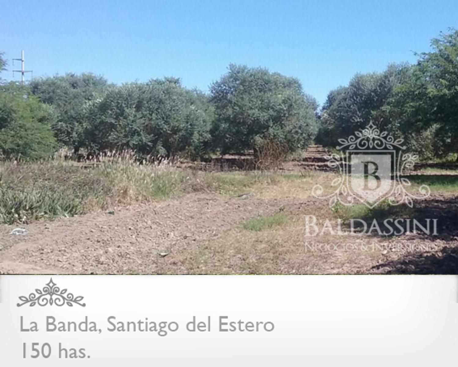 Campo 150 HAS Agrícola, en La Banda, Santiago del Estero - 5