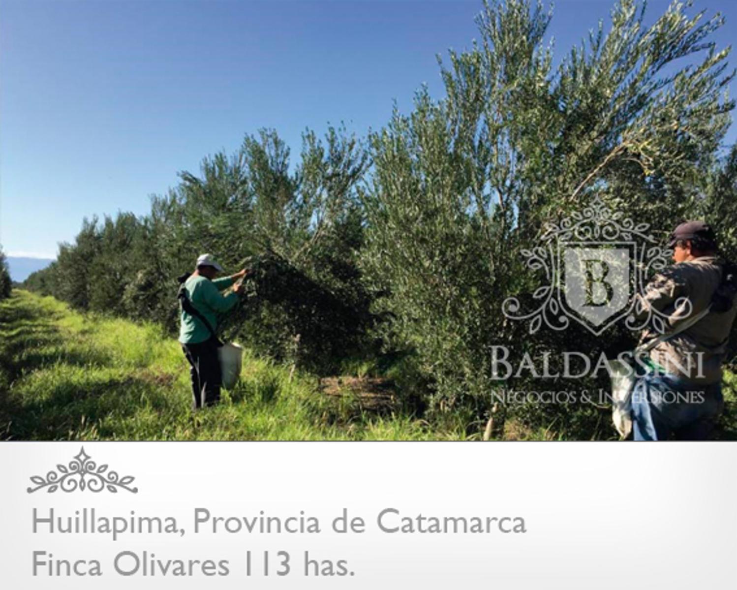 Campo de olivares de 113 Has, en Huillapima, Provincia de Catamarca - 1