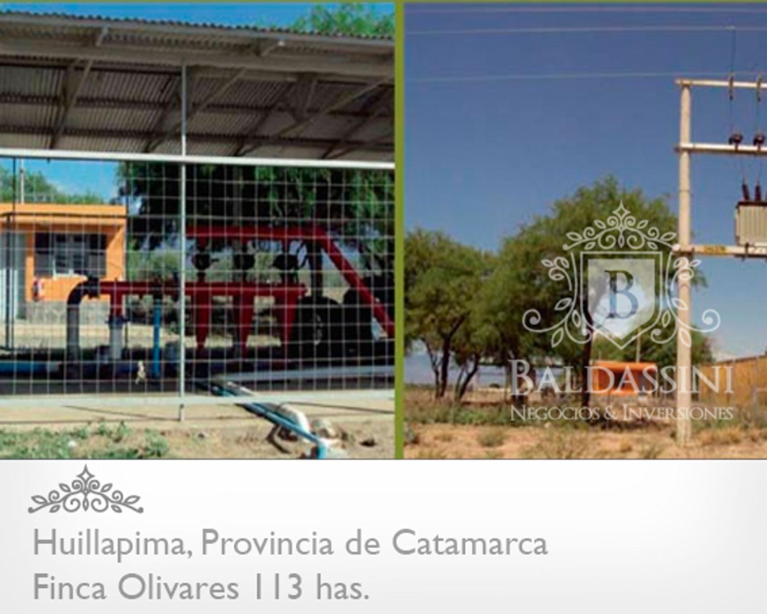 Campo de olivares de 113 Has, en Huillapima, Provincia de Catamarca - 2