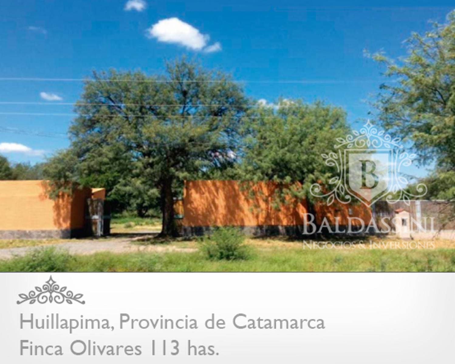 Campo de olivares de 113 Has, en Huillapima, Provincia de Catamarca - 3