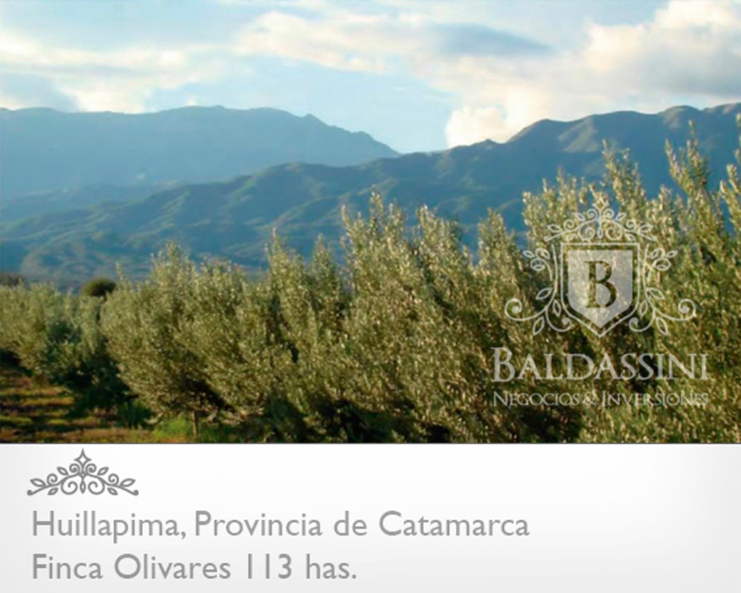 Campo de olivares de 113 Has, en Huillapima, Provincia de Catamarca - 4